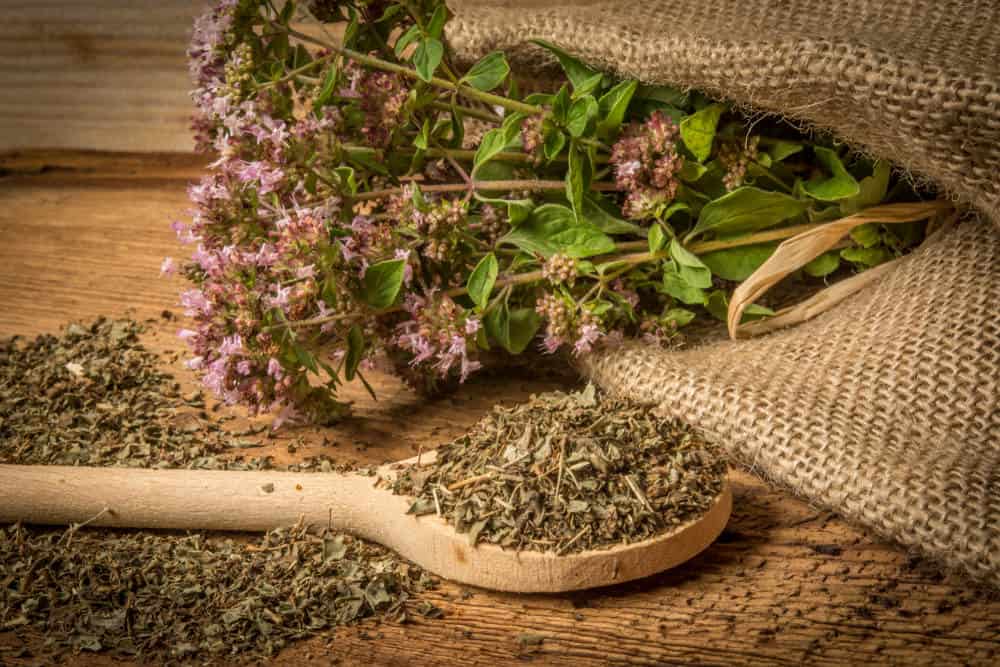 What Are the Different Types of Oregano?