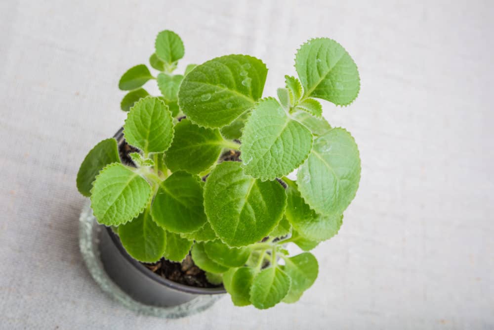 Cuban Oregano