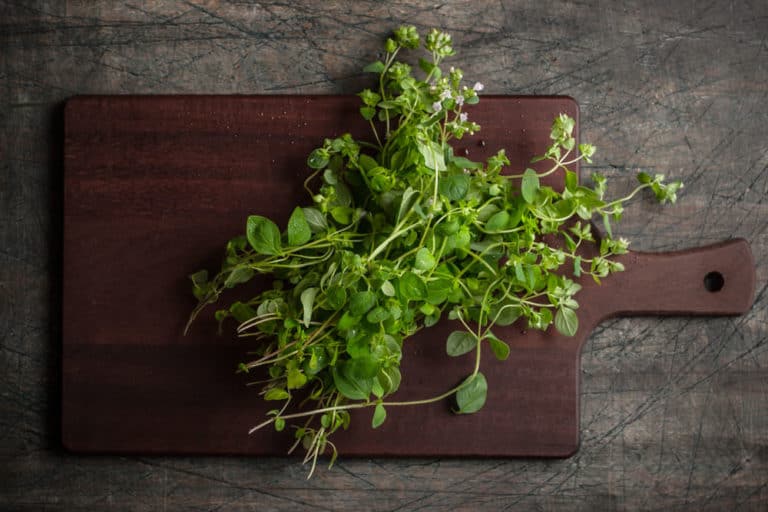 What Are the Different Types of Oregano?