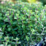 oregano plants growing in the garden