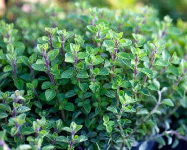 oregano plants growing in the garden