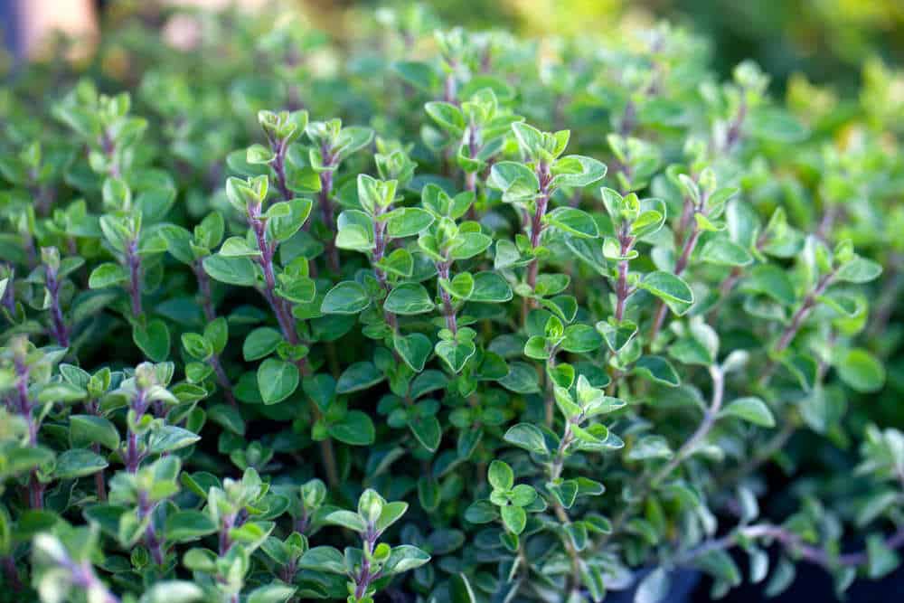 What Are the Different Types of Oregano?
