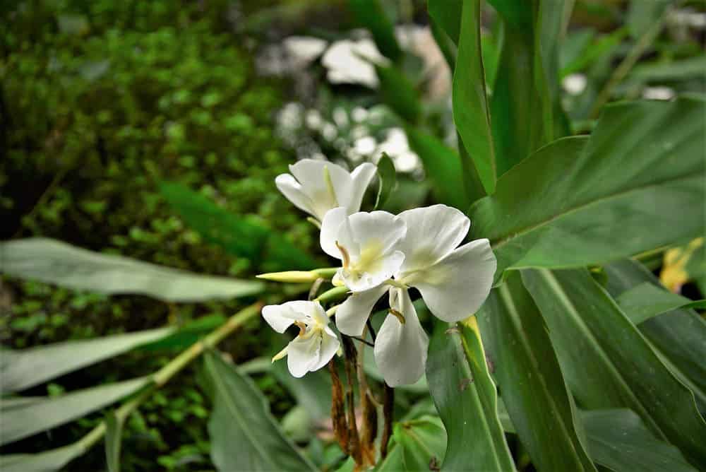 Hedychium ginger - White Butterfly Ginger Lily