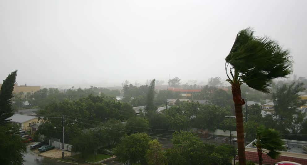 Hurricane Katrina blowing trees