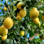 Lemons growing on a tree