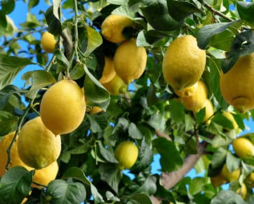 Lemons growing on a tree