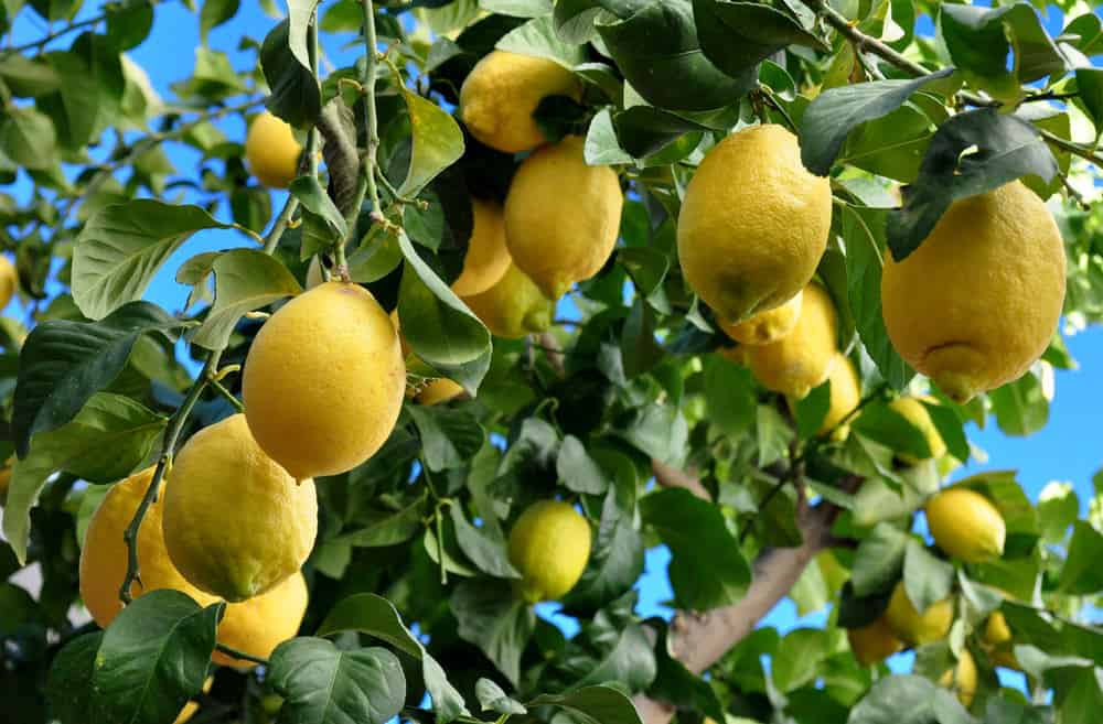 Lemons growing on a tree