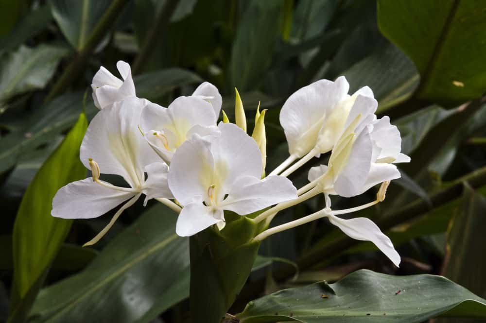 White Ginger Lily