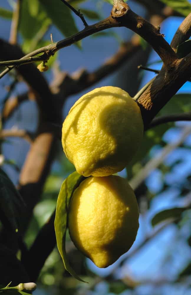 Villafranca Lemon
