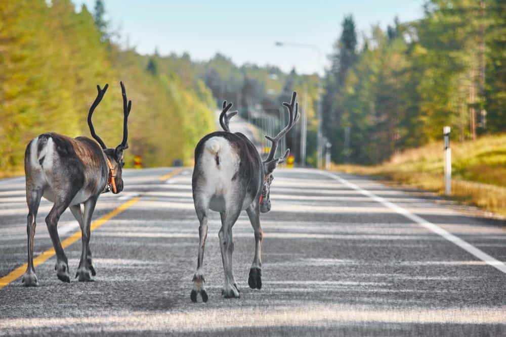 Reindeers in danger of roadkill