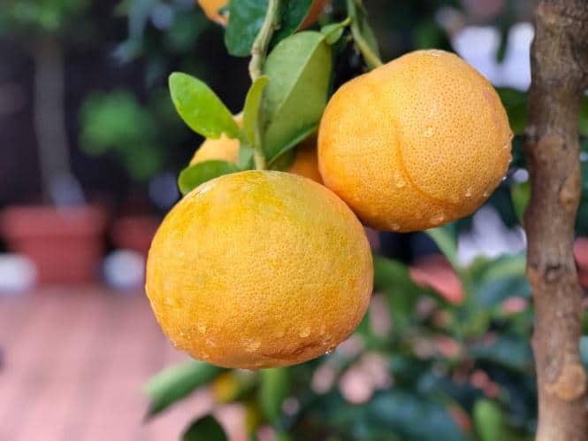 Star ruby grapefruit on a tree 