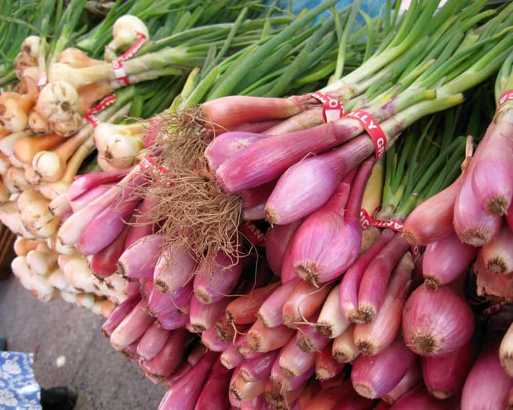 Several bunches of torpedo onions