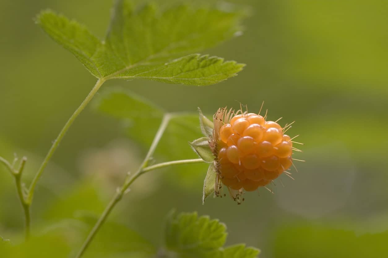 Salmonberries 