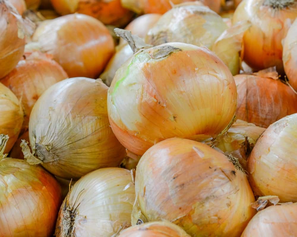 A bunch of Vidalia onions 