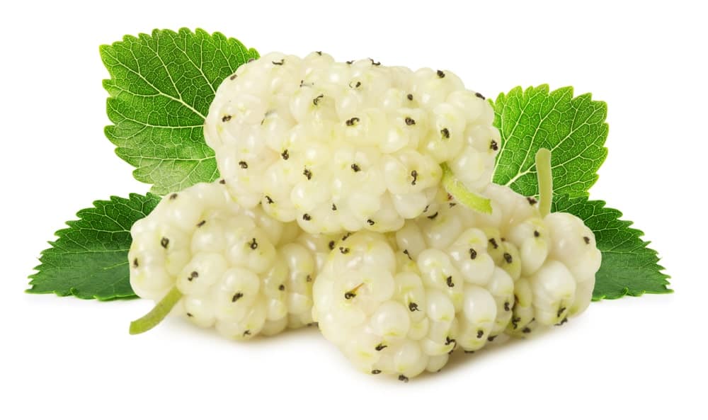 white mulberries 