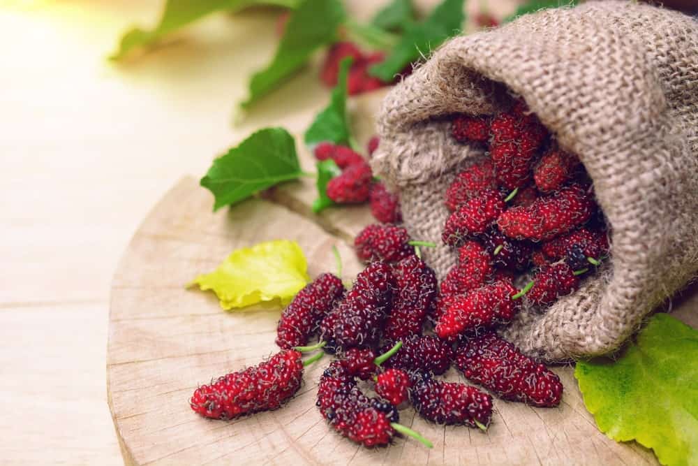 red mulberries