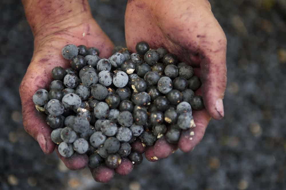 Brazilian Acai berries 