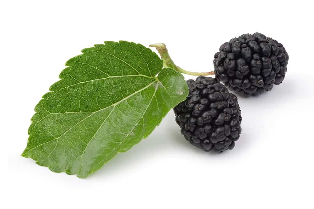 black mulberries 