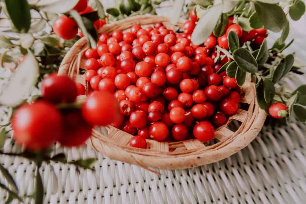 Red Lingonberries 