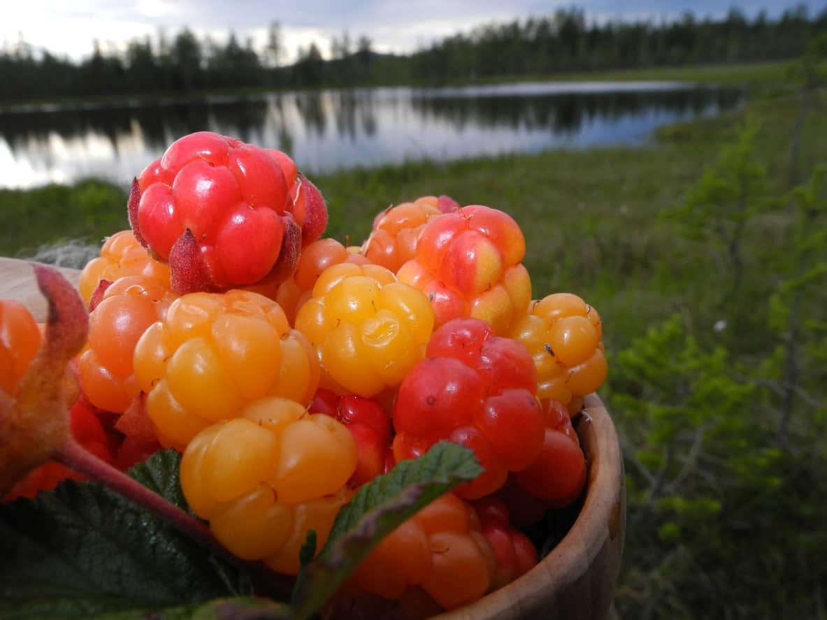 Cloudberries 