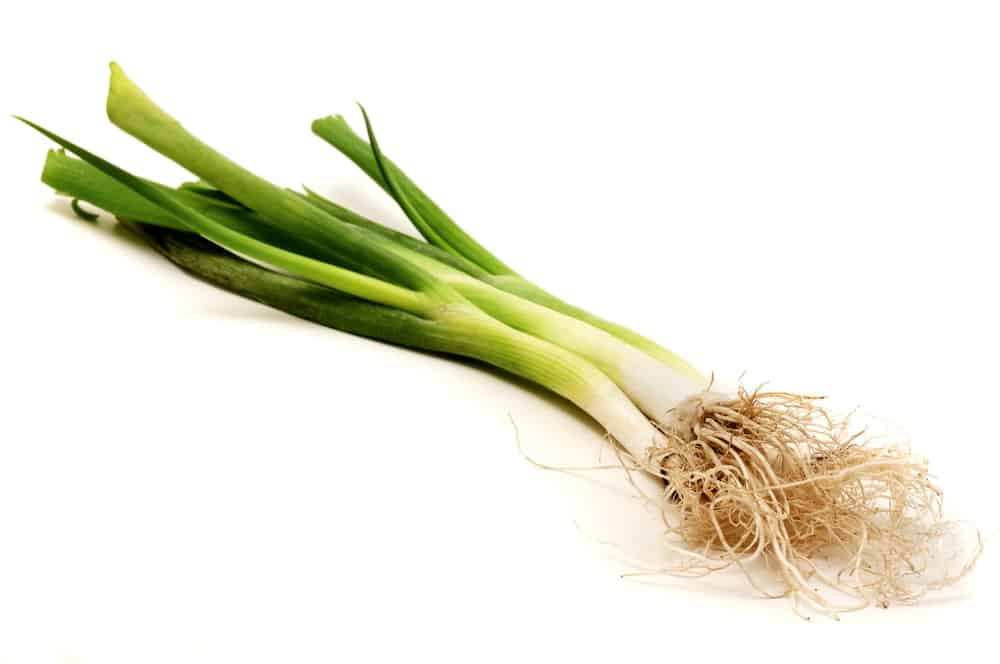  Green Welsh Onions