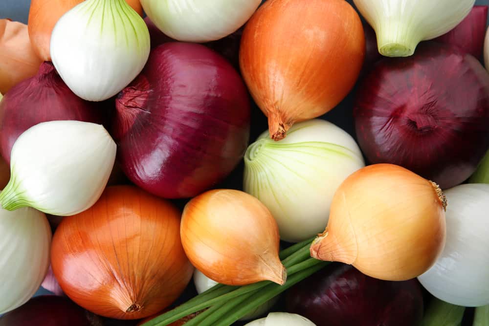Variety of onions
