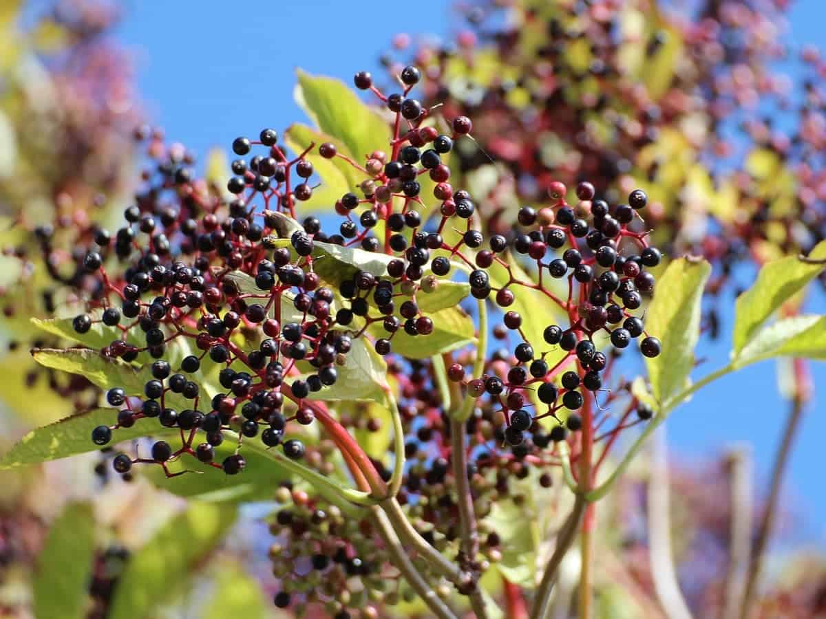 black elderberries 