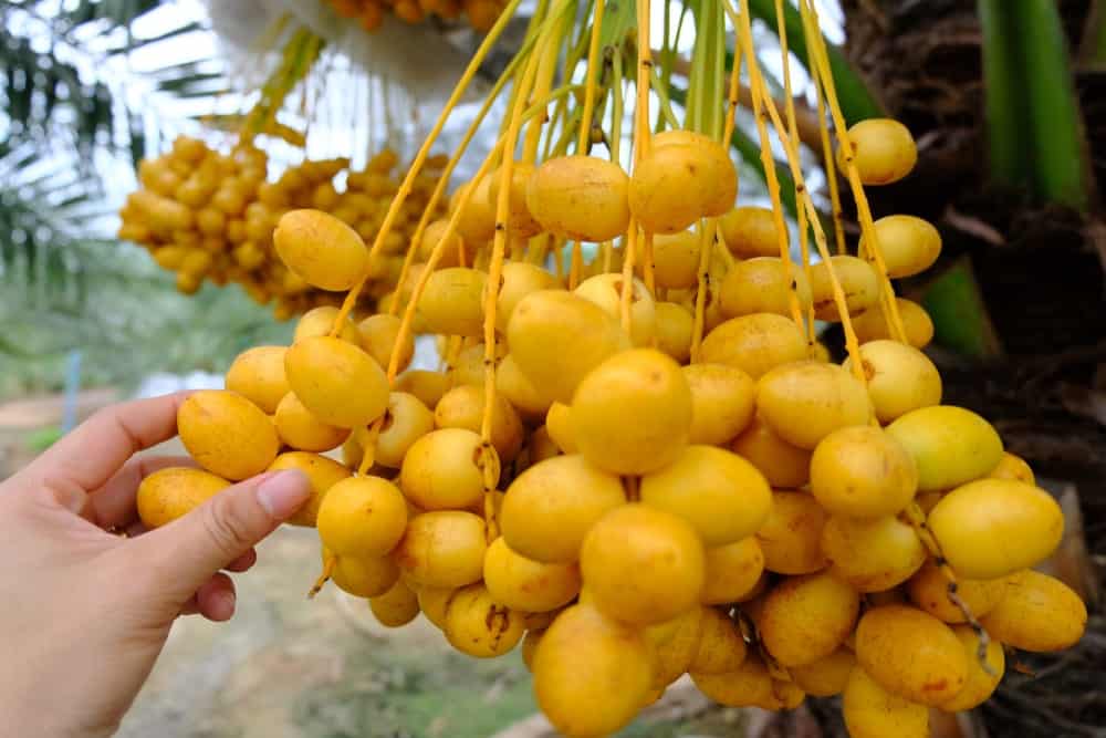 Un bouquet de dattes molles Barhi en cours de récolte.