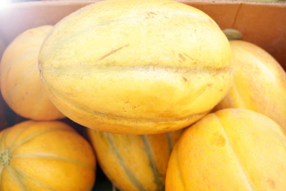 A closeup of a bunch of Autumn Sweet Melons in a cart.