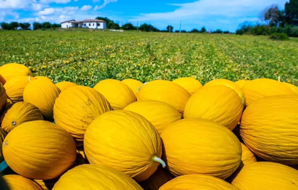 A bunch of newly harvested canary melons in the field.