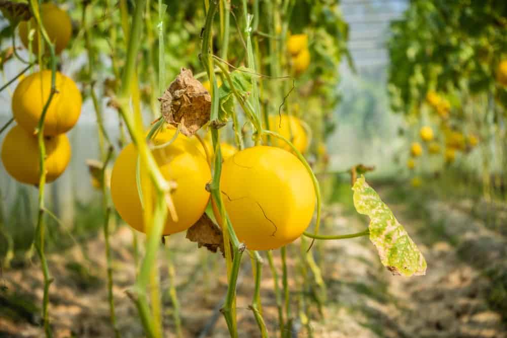 An organic farm of Golden Langkawi melon fruits.