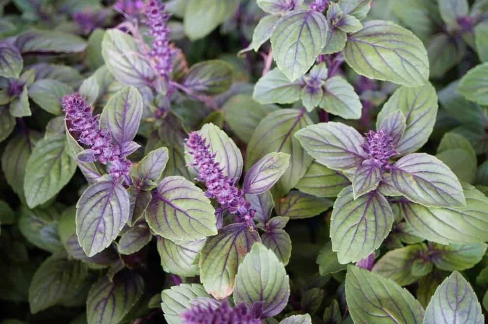 A healthy African Blue Basil Plant.