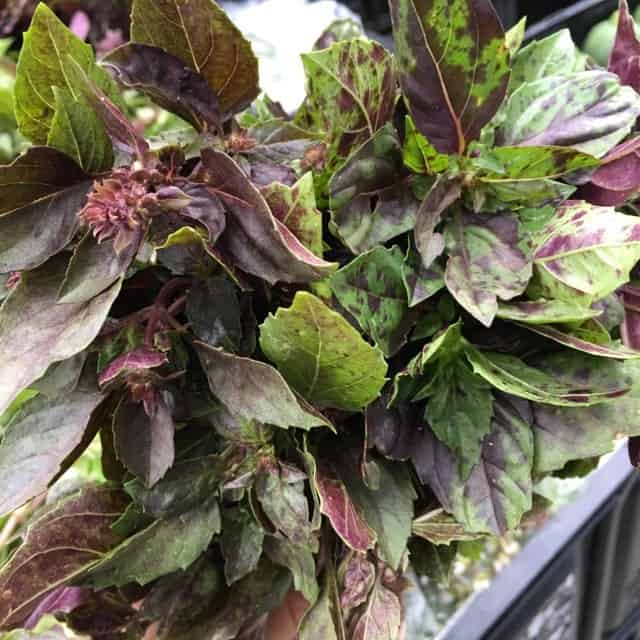 Ararat Blue Basil Plant on a dark pot.