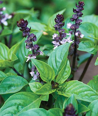 A beautiful Christmas Basil Plant with white and purple flowers.