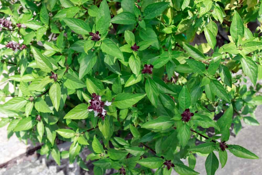 A beautiful and healthy Cinnamon Basil Plant.