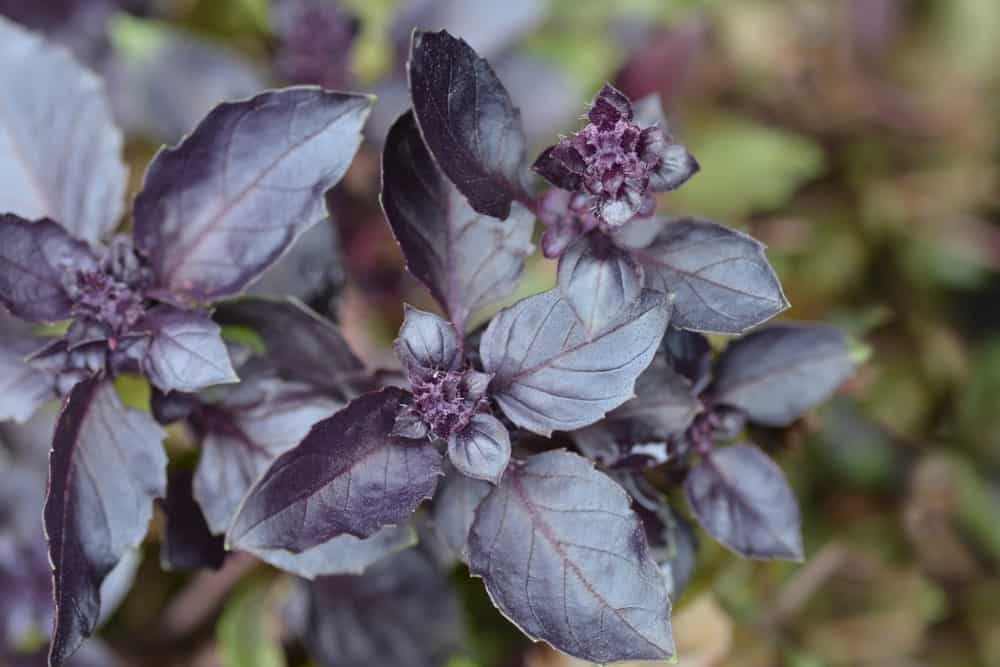 The purplish leaves of a dark opal basil plant.