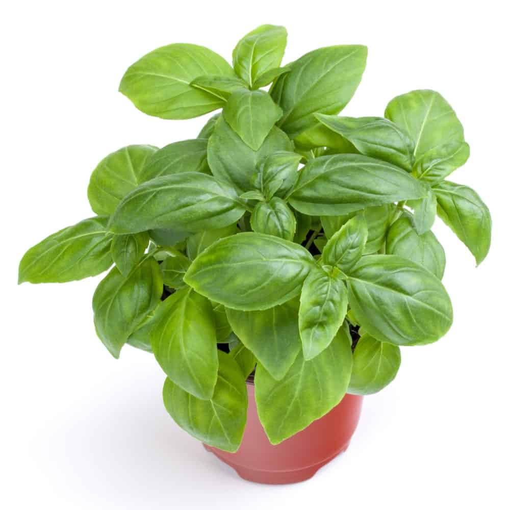 A healthy Genovese Basil Plant on a small red pot.