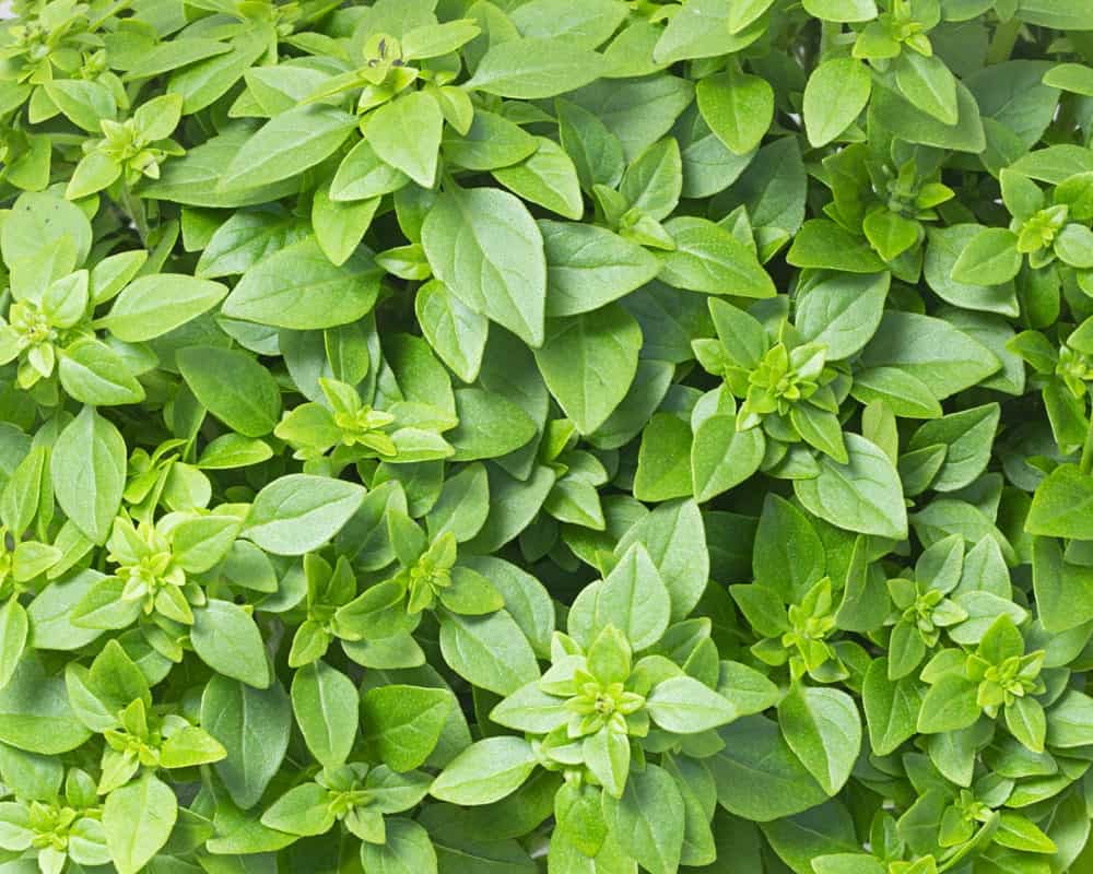 A close-up of a Greek basil Plant with its bright green leaves.