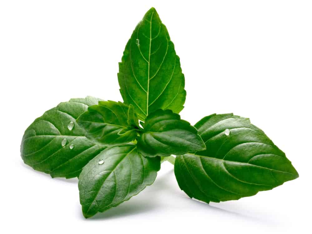 A close up of the green ruffles basil leaves.