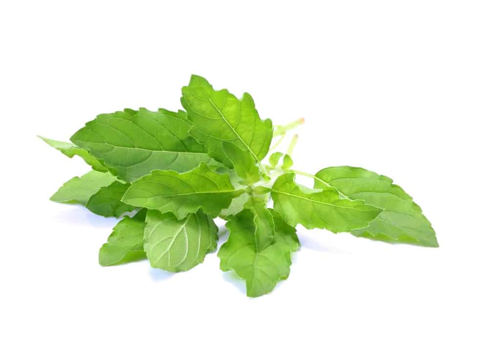 Close up of the holy basil leaves on a white background.