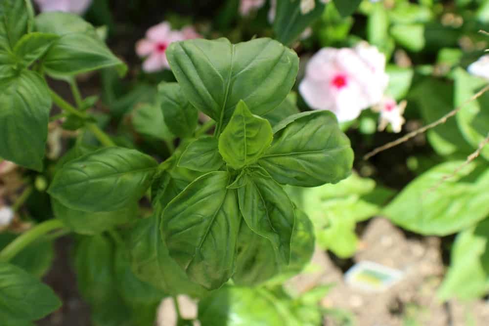 A fresh and healthy Italian Large leaf basil Plant.