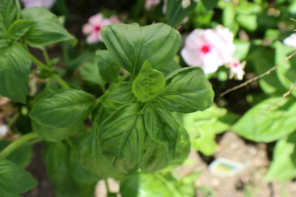 A fresh and healthy Italian Large leaf basil Plant.