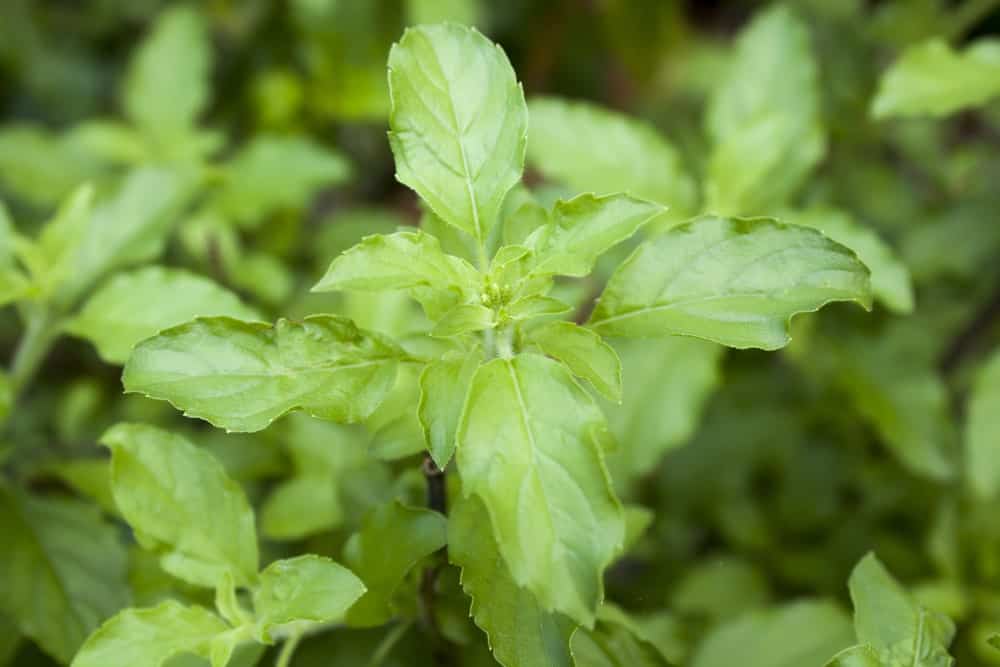 A close-up look of a Lemon Basil Plant.