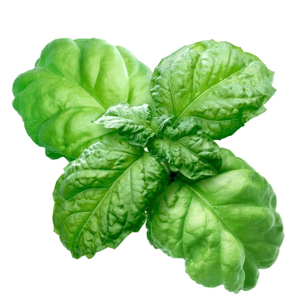 A close-up look of the crinkled leaves of a Lettuce Leaf Basil.