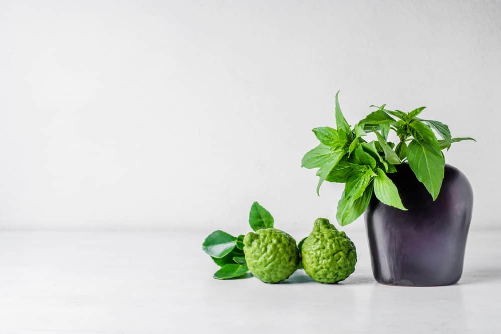 Lime Basil Plant on a black pot with some limes beside it.