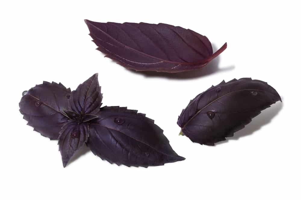 A set of Purple Ruffle Basil Plant leaves.