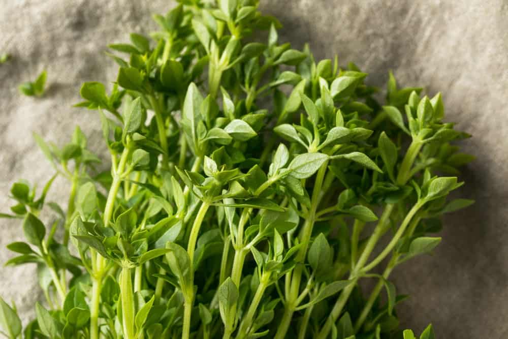 A bunch of Spicy Bush Basil Plant leaves with stalks.