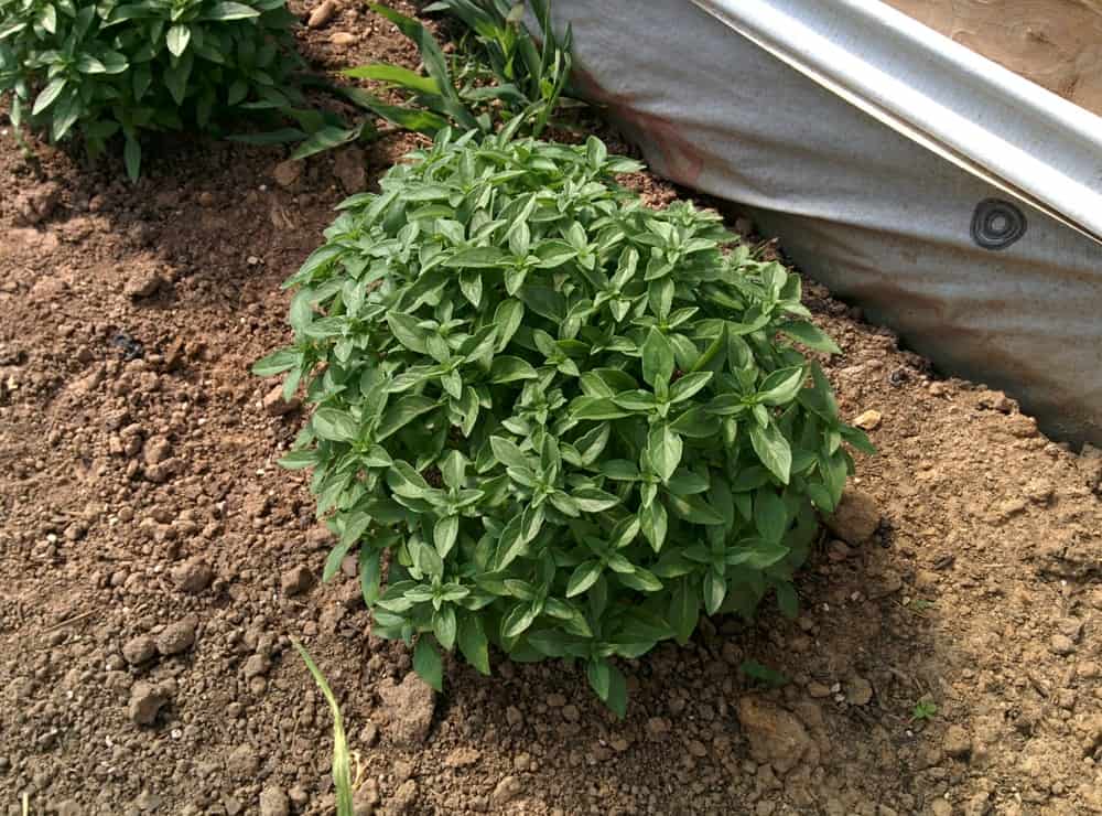 Fresh and organic plant of Spicy Globe Basil on soil.