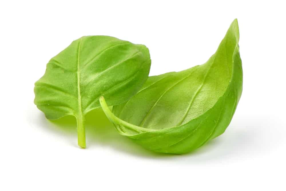 A couple of leaves of a Summerlong Basil plant.