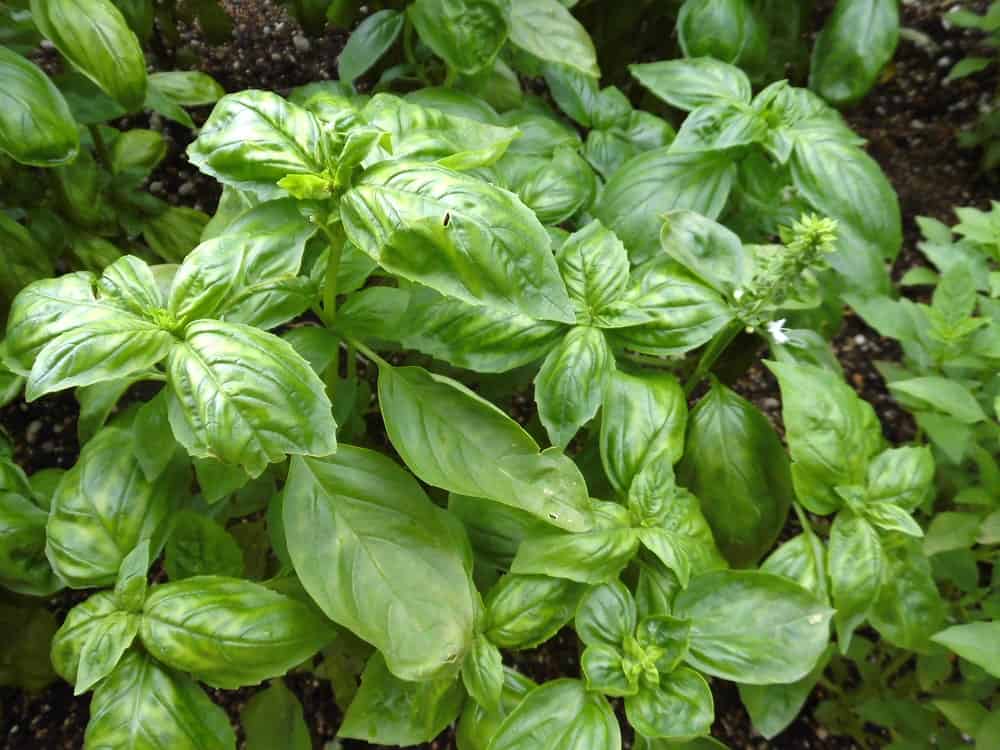 fresh basil growing in a garden